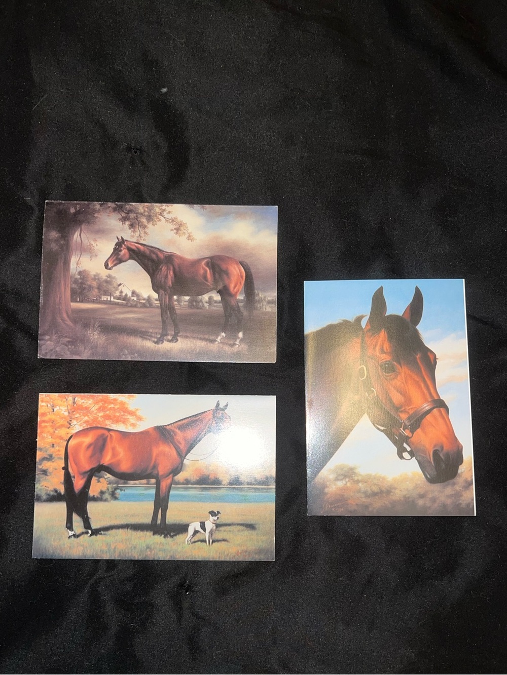 Equestrian Greeting Card Bundle